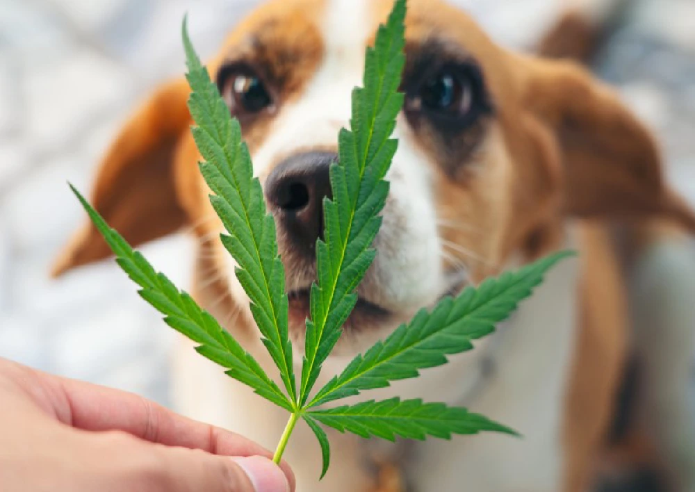 Asesoría para mascotas