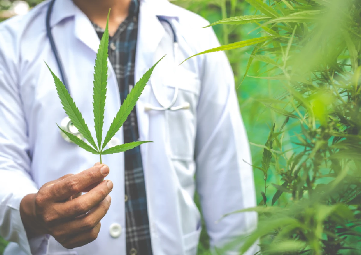 Cannabis medicinal blog 2